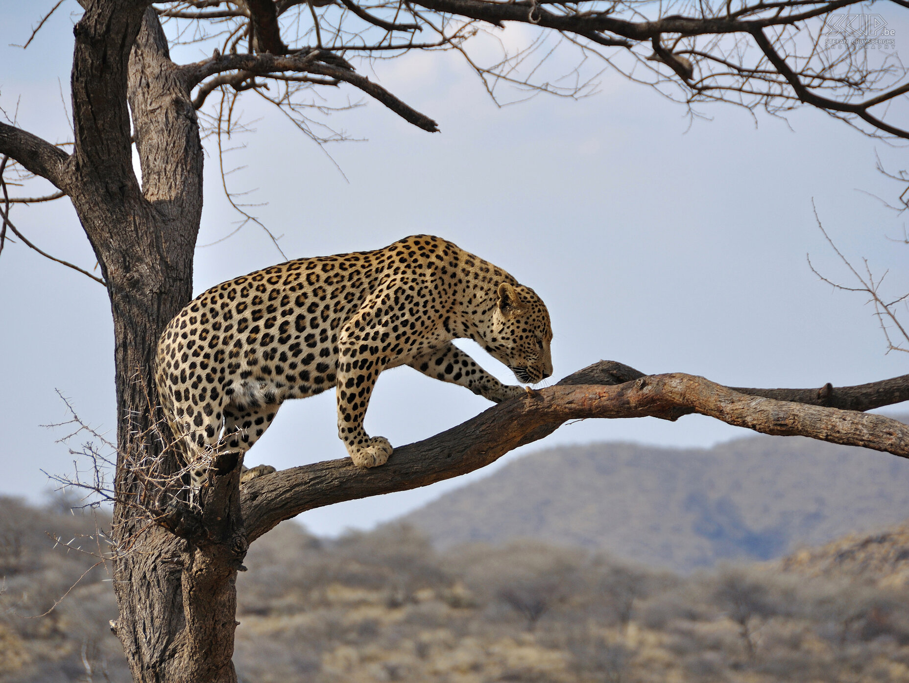 Dusternbrook - Leopard Leopard in captivity Stefan Cruysberghs